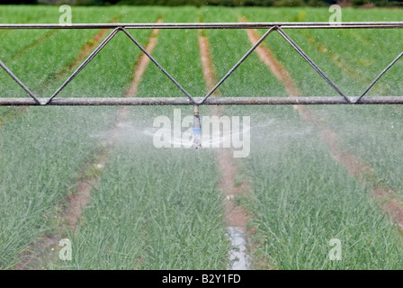 Système d'irrigation arrosage Briggs une récolte d'oignons, Butley, Suffolk, UK. Banque D'Images