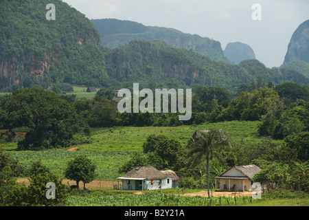 Point de vue des petites maisons dans la vallée de Vinales Cuba Banque D'Images