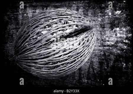 Une gousse photographié contre bois Textures ajouté dans photoshop par la suite Banque D'Images