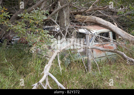 1957 Chevie avec nouvelle Chevrolet et 1960 voitures jamais exécuter pourrissant dans domaine agricole près de Norfolk, Nebraska Banque D'Images
