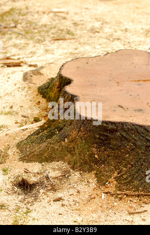 Souche d'un arbre fraîchement coupé entouré de sciure Banque D'Images