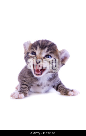 Cute kitten crier avec bouche ouverte isolé sur fond blanc Banque D'Images