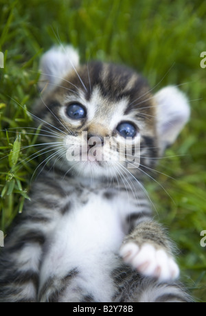 Chaton mignon oreille curl fixant l'envers l'extérieur dans l'herbe Banque D'Images