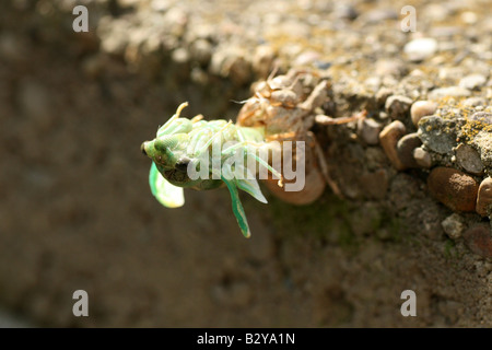 Harvestfly Dogday cigale sortant de la peau de nymphe Banque D'Images