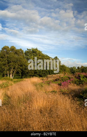 Soir d'été sur commun Thurstaston Banque D'Images