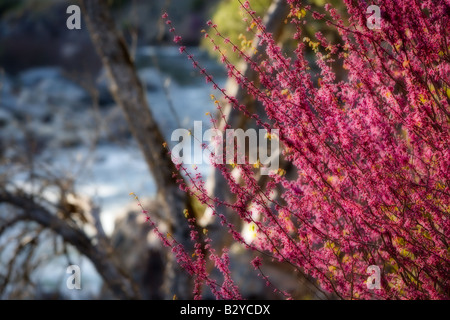 Redbud pousse en abondance à la fin de mars et au début avril dans la Merced River Canyon près de Yosemite National Park California Banque D'Images