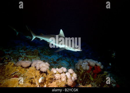 Carcharhinus amblyrhynchos requin gris de récif Banque D'Images
