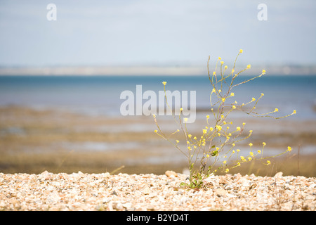 Plante solitaire sur une plage en pierre Banque D'Images