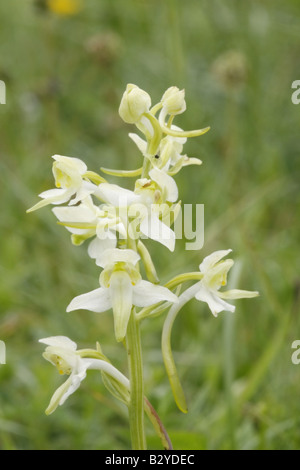 Platanthère, Planthera chlorantha, close-up du capitule. Banque D'Images