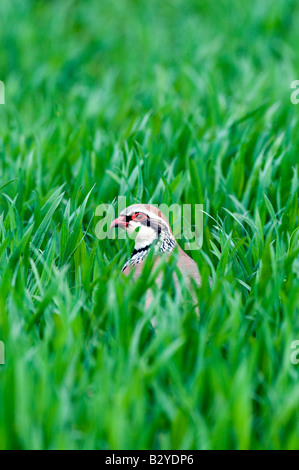 Perdrix à pattes rouges (Alectoris rufa) dans la zone Banque D'Images