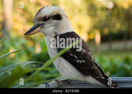 Kookaburra chilling-out à Brisbane, Australie Banque D'Images