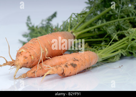 Stock photo de carottes contre un fond blanc les carottes dans l'image ont été cultivées sur une petite exploitation bio Banque D'Images