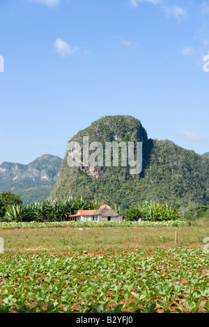 Jeune plante de tabac et récolte des mogotes falaises calcaires dans la distance dans la vallée de Viñales, Cuba Banque D'Images