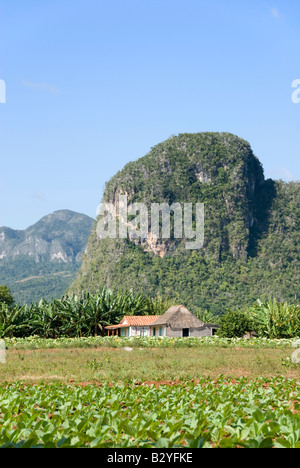 Jeune plante de tabac et récolte des mogotes falaises calcaires dans la distance dans la vallée de Viñales, Cuba Banque D'Images