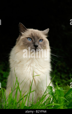 Un beau chat siamois aux yeux bleus assis dans l'herbe et regardant vers la caméra Banque D'Images