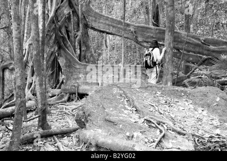 Boutant naturel, parc national de Daintree, Queensland, Australie Banque D'Images