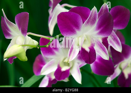 Orchidées pourpres éclatantes, Singapore Botanic Gardens Banque D'Images