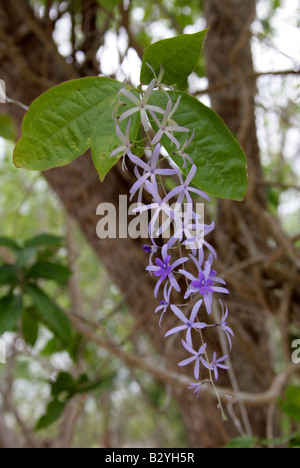 Vigne de verre, couronne de la Reine ou violet Gerbe Petrea volubilis Banque D'Images