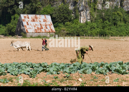 Les travailleurs cubains labourent le sol sur une ferme collective dans la campagne de Cuba Vinales Banque D'Images