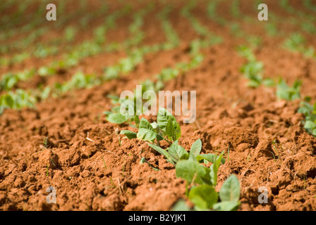 Les jeunes plants de tabac des plantules poussant dans Cuba Vinales Banque D'Images