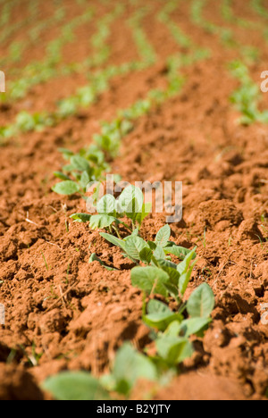 Les jeunes plants de tabac des plantules poussant dans Cuba Vinales Banque D'Images