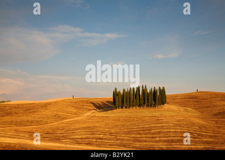 Cyprès, Val d'Orcia, Toscane, Italie Banque D'Images