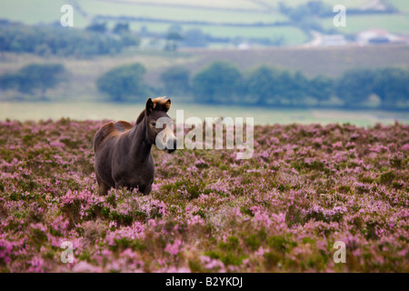 Poney Exmoor en pâturage Heather fleurs en été Dunkery Hill Angleterre Somerset Exmoor National Park Banque D'Images