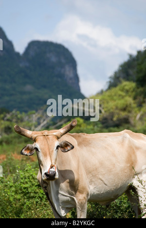 Vache avec verso raide typique des mogotes calcaires autour de Cuba Vinales Banque D'Images