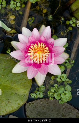 Nénuphar rose et blanc dans l'étang Banque D'Images