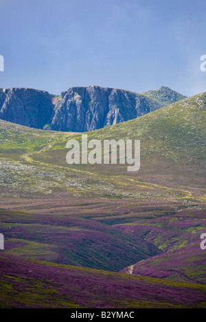 Paysage de bruyère Floraison et sombre Lochnagar mountain de Glen Muick, Balmoral Estate, dans le Parc National de Cairngorms Highland, Scotland UK Banque D'Images