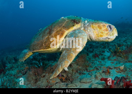 Un homme énorme tortue Caretta caretta dans Comté de Palm Beach FL Banque D'Images