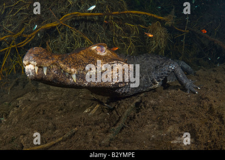 Caïman nain de Cuvier s Paleosuchus palpebrosus se tient immobile sur le fond d'un ressort dans le Mato Grosso do Sul, Brésil Banque D'Images