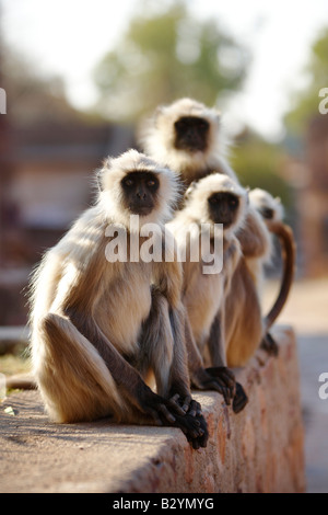 Un groupe de singes langur assis sur un mur et poser pour une photo. Banque D'Images