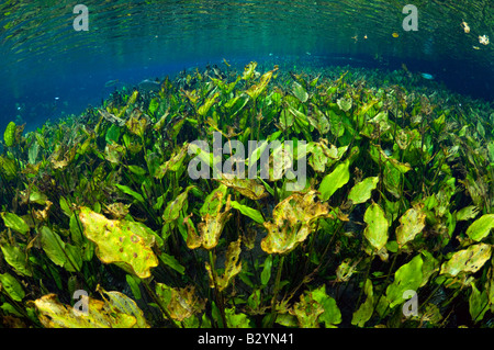 Feuilles de plantain d'eau riches broussailles Echinodorus macrophyllus photographiés dans un ressort dans le Mato Grosso do Sul, Brésil Banque D'Images