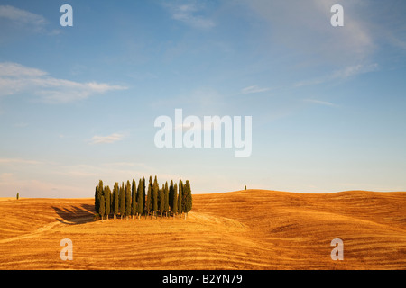 Cyprès, Val d'Orcia, Toscane, Italie Banque D'Images