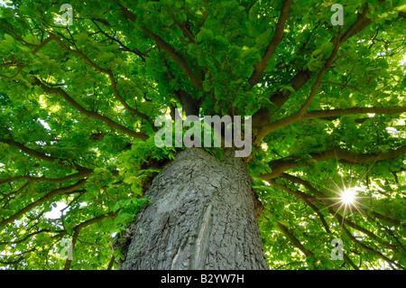 Low Angle View of Horse Chestnut Tree Banque D'Images