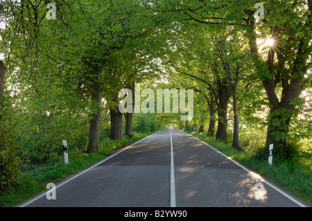 Pays Tree-Lined Road, Rügen, Mecklembourg-Poméranie-Occidentale, Allemagne Banque D'Images