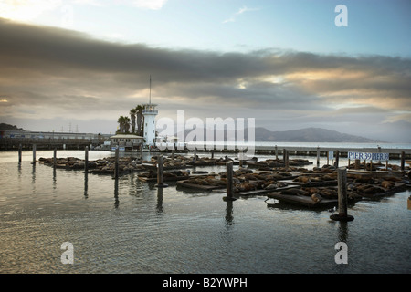 Les Lions de mer au Pier 39, San Francisco, Californie du Nord, Californie, USA Banque D'Images