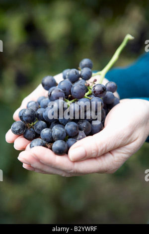 Close-up of Person Holding Grapes Banque D'Images