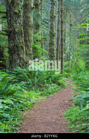 Chemin à travers la forêt, parc provincial d'Elk Falls, l'île de Vancouver, Colombie-Britannique, Canada Banque D'Images