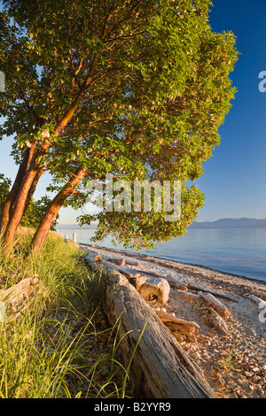 Arbre et du bois flotté sur la plage, de l'Éperlan Bay Provincial Park, British Columbia, Canada Banque D'Images