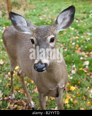 Cerf de Virginie, Chelsea, Québec, Canada Banque D'Images