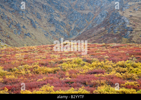 La toundra alpine à l'automne, le parc territorial Tombstone, Yukon, Canada Banque D'Images