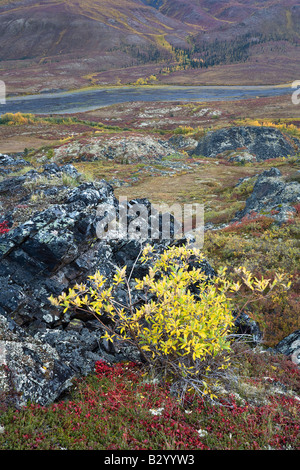 Rivière à travers la toundra, au nord de la vallée de la rivière Klondike, le parc territorial Tombstone, Yukon, Canada Banque D'Images