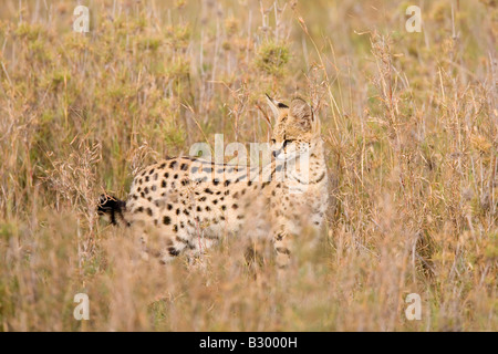 Chat Felis Serval serval Serengeti Tanzanie Banque D'Images