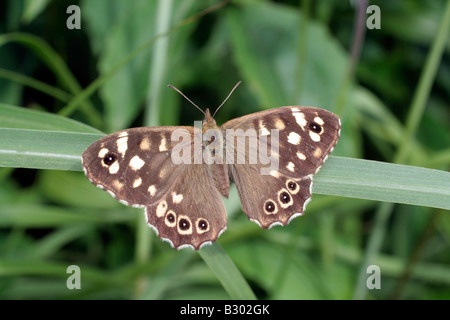 Papillon PARARGE AEGERIA BOIS moucheté Banque D'Images