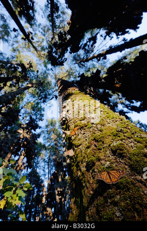 Sierra Chincua, sanctuaire de papillons Angangueo, Michoacan, Mexique Banque D'Images