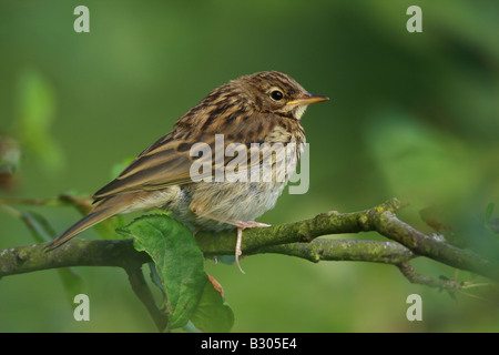 Arbre généalogique pour mineurs, pipit Anthus trivialis, sur la branche, au Royaume-Uni. Banque D'Images