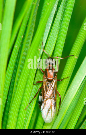 Ant, Camponotus cruentatus. Les aiguilles de pin sur queen ailé Banque D'Images