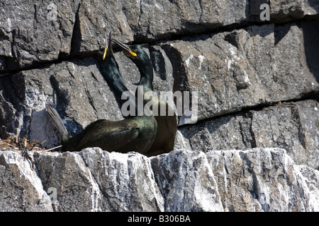 Couple de Shag (Phalacrocorax aristotlis) afficher le comportement d'accouplement à côté de nicher sur des rochers sur l'île de mai au large de la côte de F Banque D'Images